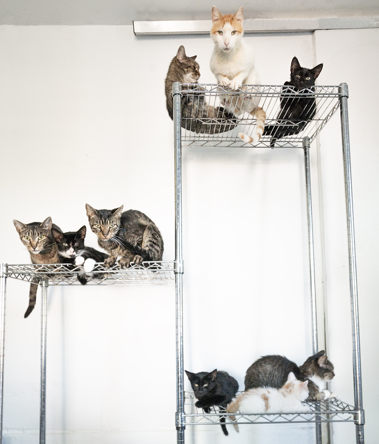Top Cat Sanctuary cat photo